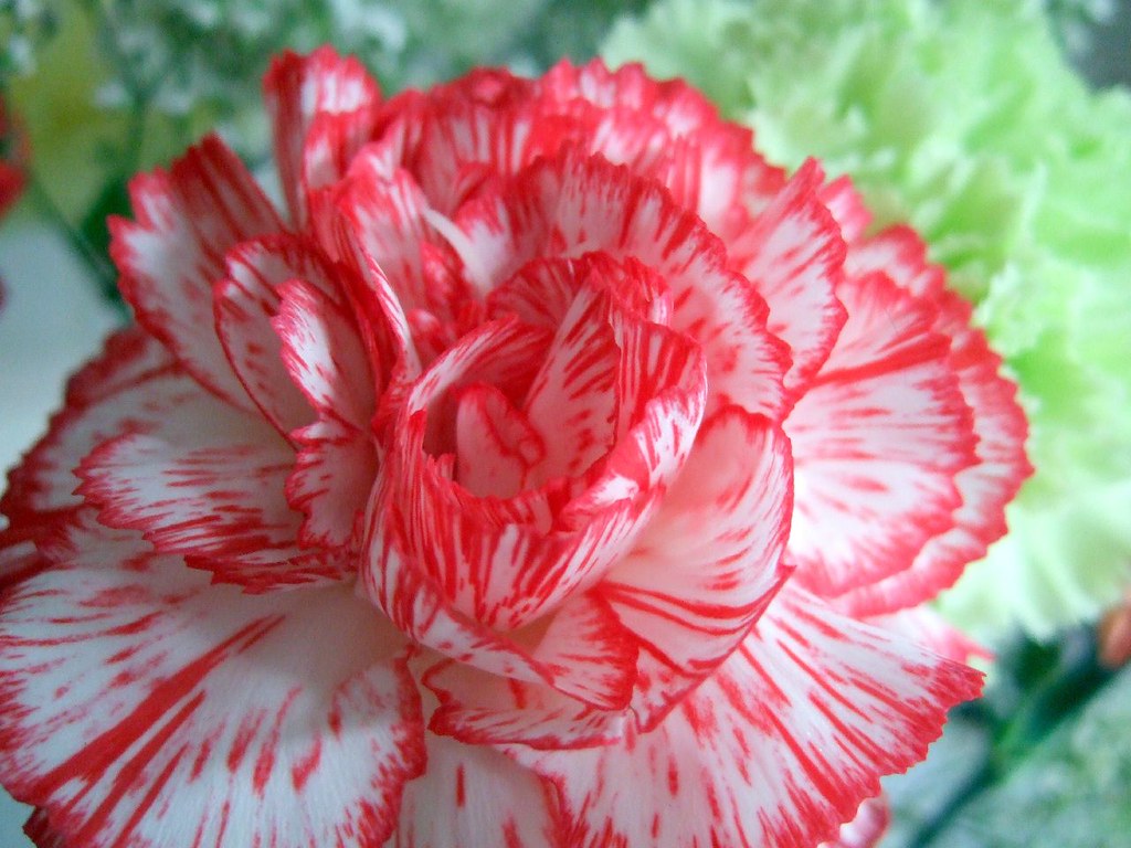 30 July 2008 | This carnation looks as though it has been ha… | Flickr