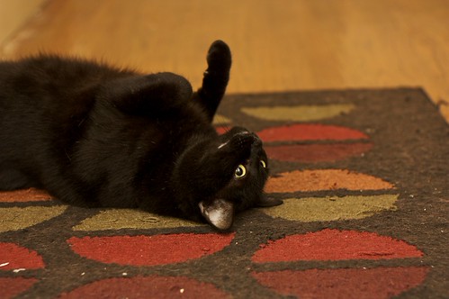 Yay, rug | by bovinity