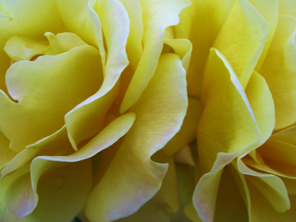 buttery roses | Layla Blackshear | Flickr
