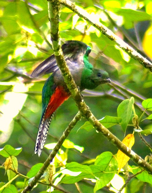 Female Resplendent Quetzal