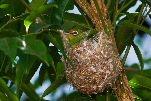 A Silvereye Sitting in its Nest