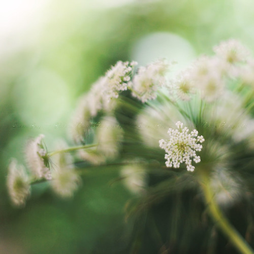**Queen of the Gorgeous Green Bokeh Wind** by *GloriousNature*bySusanGaryPhotography