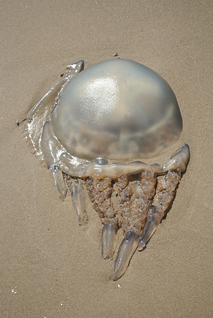 Rootmouth (barrel) jellyfish