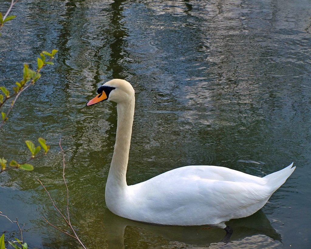 Itchen River Swan by neilalderney123