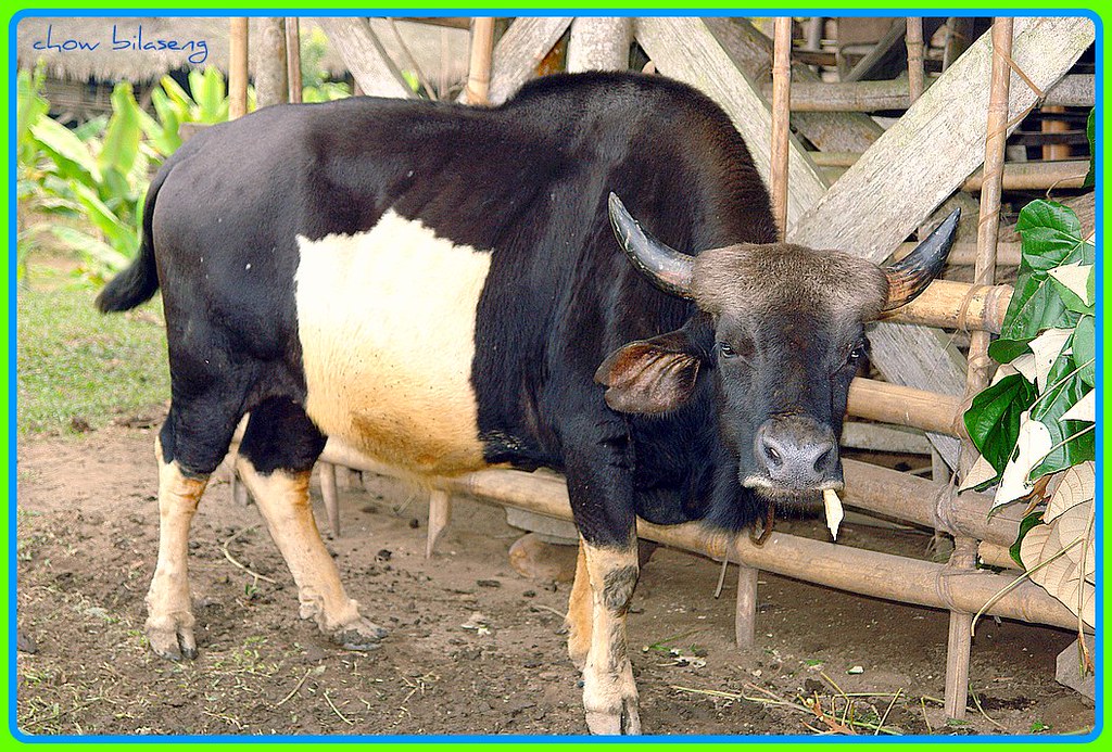 Mithun' (Bos Frontails) | State animal of Arunachal Pradesh … | Flickr