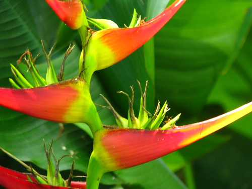 Heliconia | Allerton Garden National tropical botanical gard… | Sally ...
