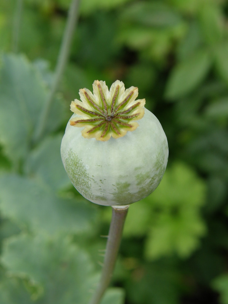 poppy seed head | Holker Hall & Gardens, Cark-in-Cartmel, Cu… | Flickr