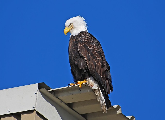 Homer Eagle on Roof