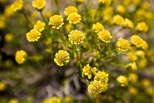 Joshua Tree National Park | by chasingfun
