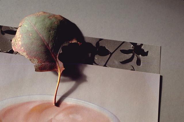 leaf in collage with pink ointment