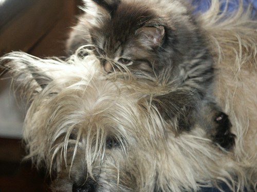 Pip & Charlie | by janeharris55