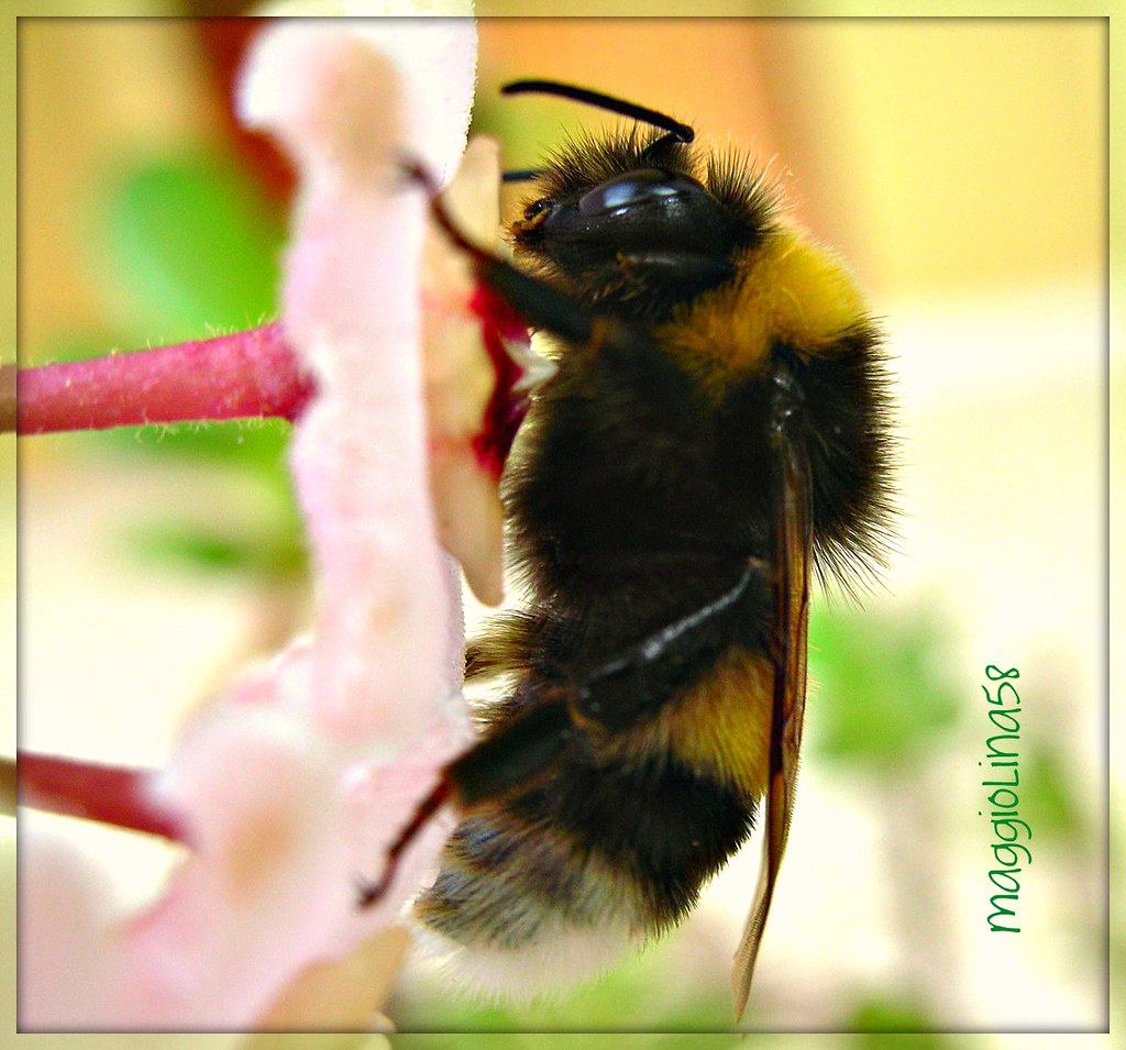 Bumble bee on a wax flower      -      Calabrone su di un fiore di cera by maggiolina58