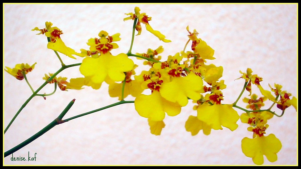 Orquídea boca de leão de. | orquídia boca leão | Denise | Flickr