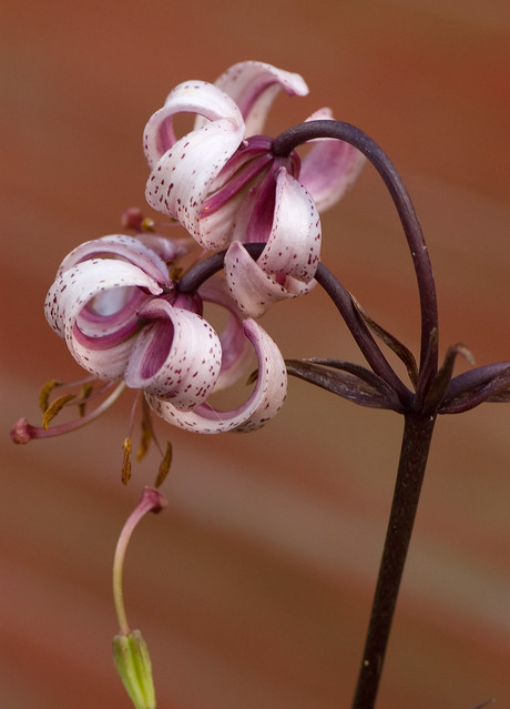 Lilium martagon (Liliaceae)