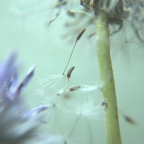 falling softly | by Deirdre Butler-Derby