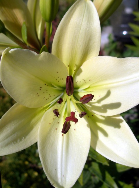 White lily with little spots...