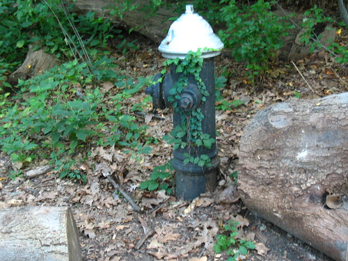 Ivied Hydrant by The Loopweaver