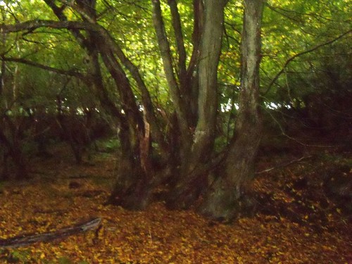 Tree in a wood Balcombe Circular via Ardingley Reservoir (summer walk)