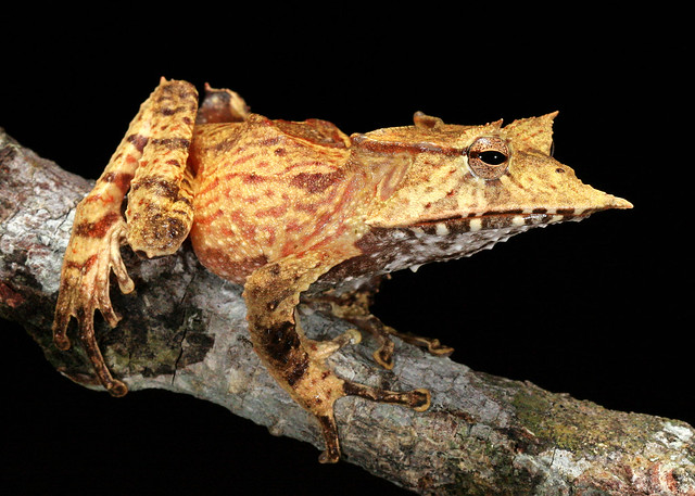 Hemiphractus fasciatus, IUCN Redlist Near Threatened, Cocle', Panama