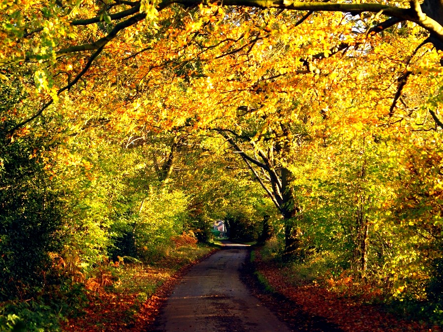 Road  into  Autumn by algo