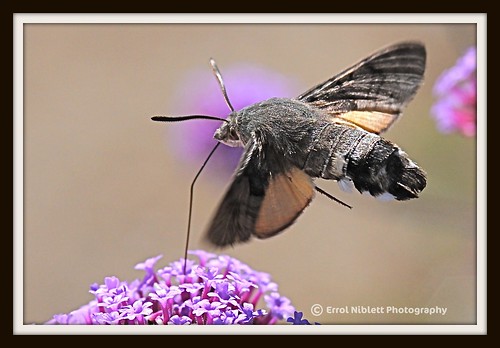 Hummingbird moth 5 (DSC_6435) by Tripod 01