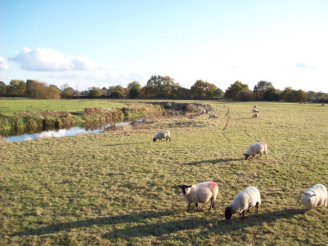 River Beult, near Staplehurst, Kent