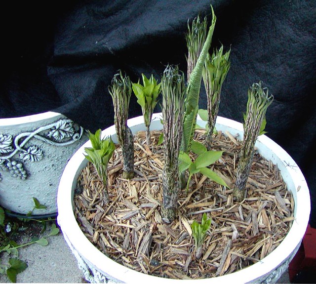 Amorphophallus konjac & Typhonium (Sauromatum) venosum