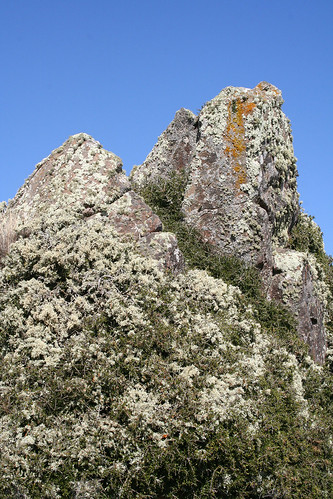 rock australia alpine canon350d tasmania lichen greatlake geo:country=australia img1686a hymenanthera hymenantheradentata geo:state=tasmania