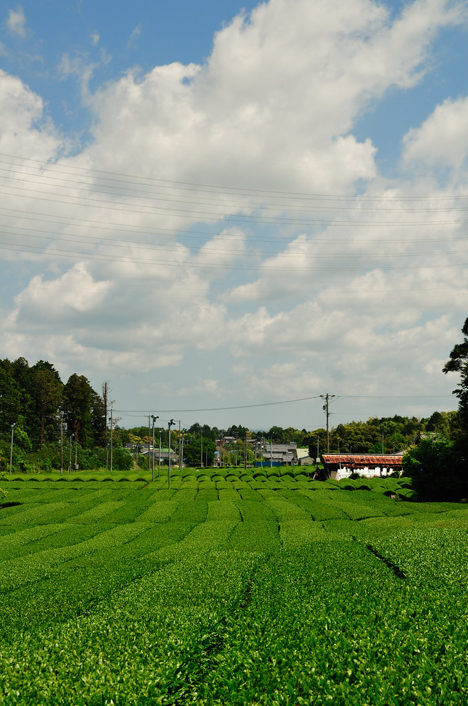 tea plantation_02 | ajari | Flickr