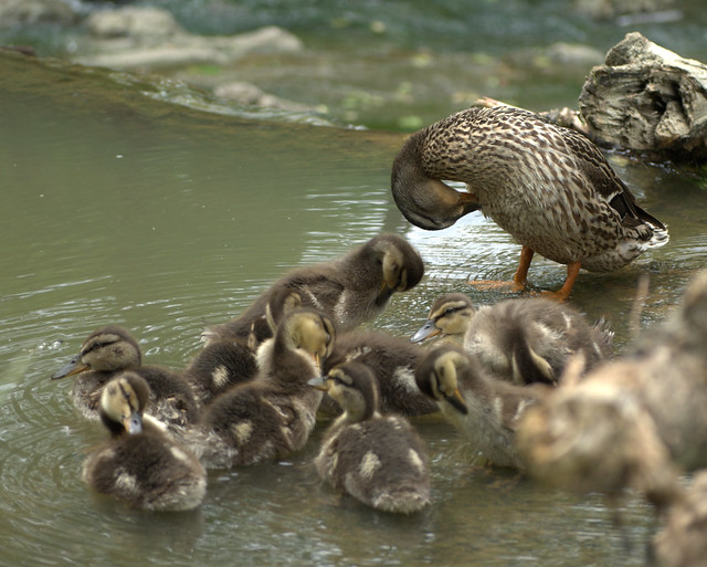 Ducklings getting a bathing lesson