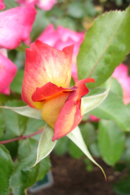floribunda rose 'Rainbow Sorbet'