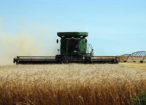 field gold golden wheat harvest combine northdakota agriculture harvester johndeere thresher threshing wheatfield 575 combining canon30d 9770 snoshuu lensefs1785mmf45f56isusm