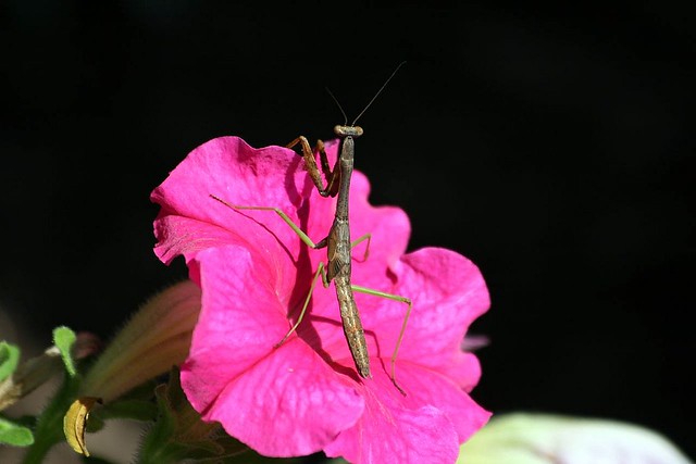 Bugs & Flowers