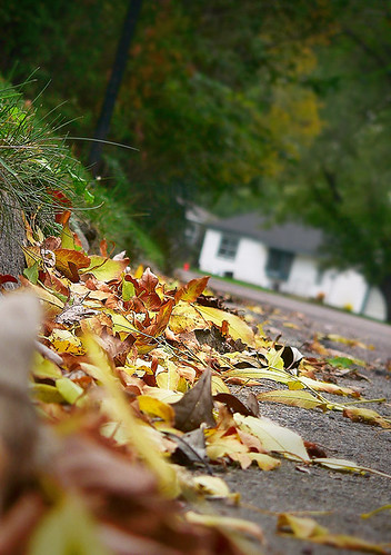 Fall leaves starting to pile up ... | by controltheweb
