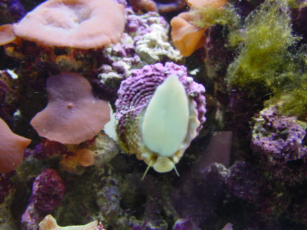 Reef tank corals saltwater fish | Reef tank corals saltwater… | Flickr