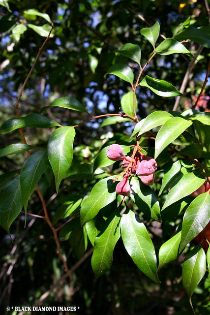 Sarcopteryx stipata - Steelwood,Corduroy Tree