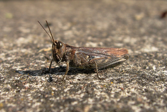 British Bug Week 2 2008, Thursday - Grasshopper