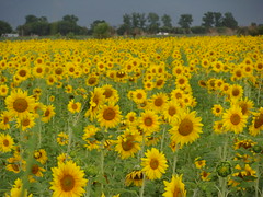 Sunflowers