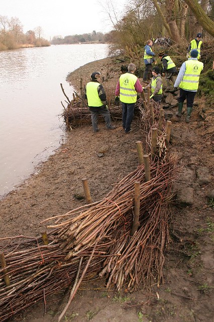Richmond Environment Trust Willow Spiling, Thames Towpath at Kew