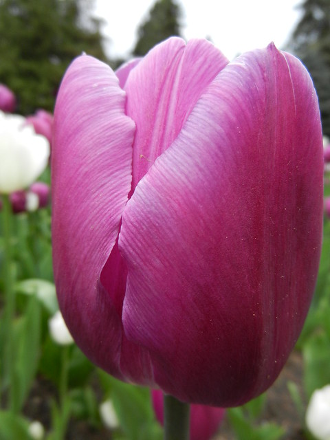 Tulips, Nikon S9100, Montreal, May 2011