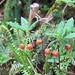 Flickr photo 'Menziesia ferruginea subsp. ferruginea' by: Myxacium.