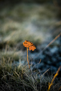 Flickr photo: Golden flower