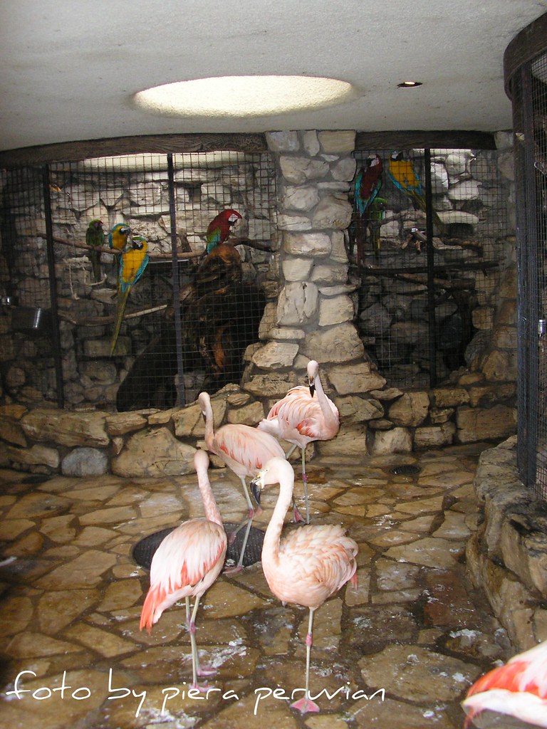 Flamingos at the Playboy Mansion | More animals at the Playb… | Flickr