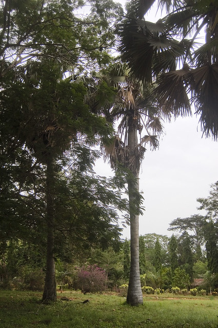 Borassus aethiopium (Arecaceae)