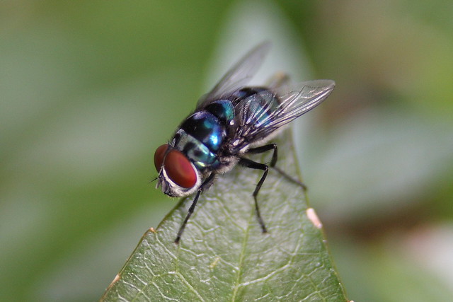 Blue fly