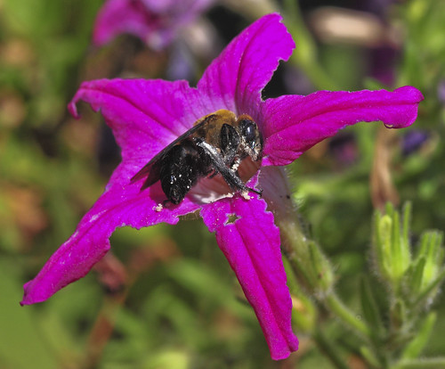 Pollen Covered Bee by Jeff Clow
