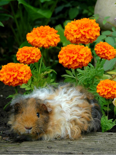 Marigold with her Marigolds