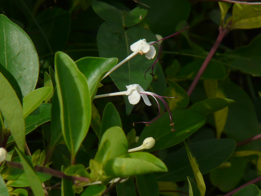 Cankan-kuppi (Tamil: சங்கங்குப்பி) | Verbenaceae (verbena, o… | Flickr