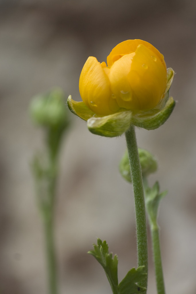 Ranunculus - Ranonkel | John Brown | Flickr