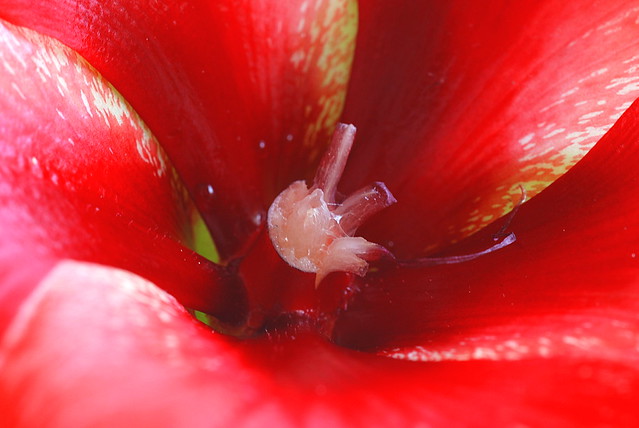 Fleur rouge  (Ile maurice)